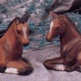 Kleine Paardjes